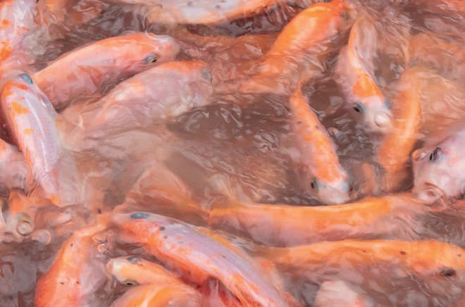 Equipos para cría de peces y alevinos