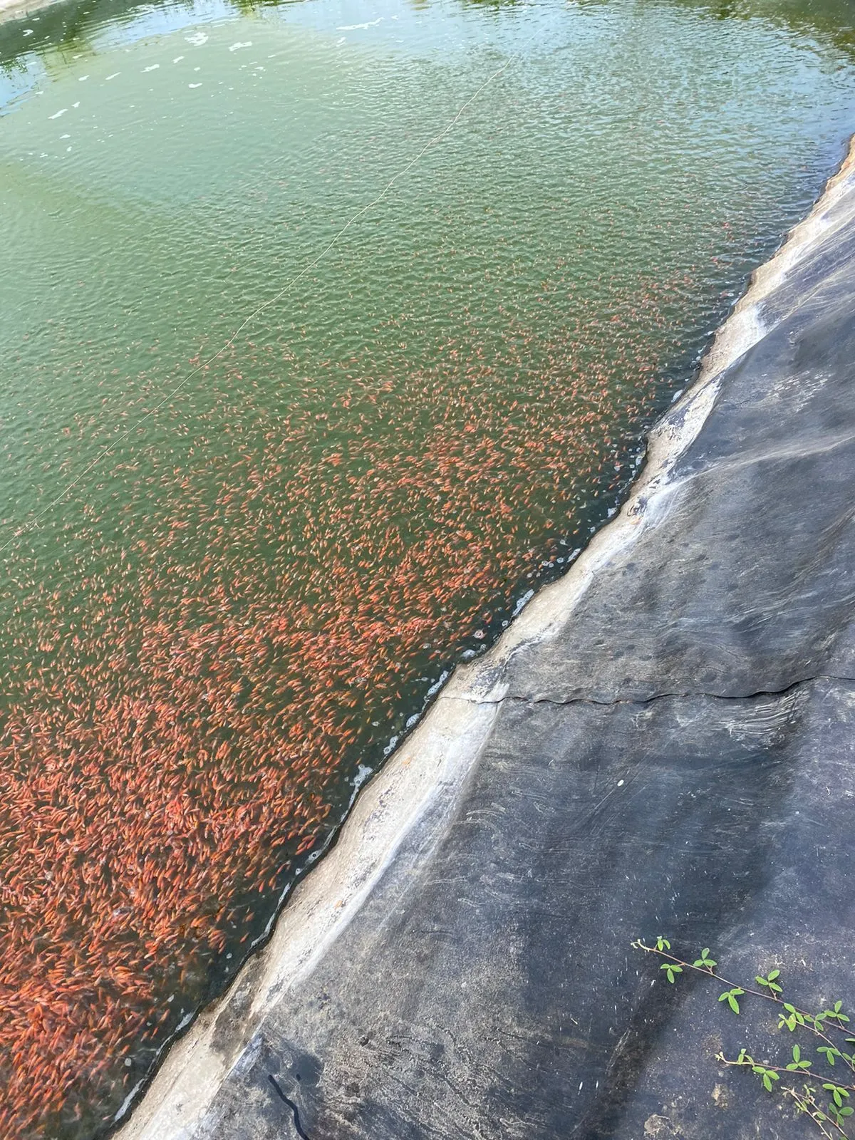 Insumos y desinfectante para cultivo de peces