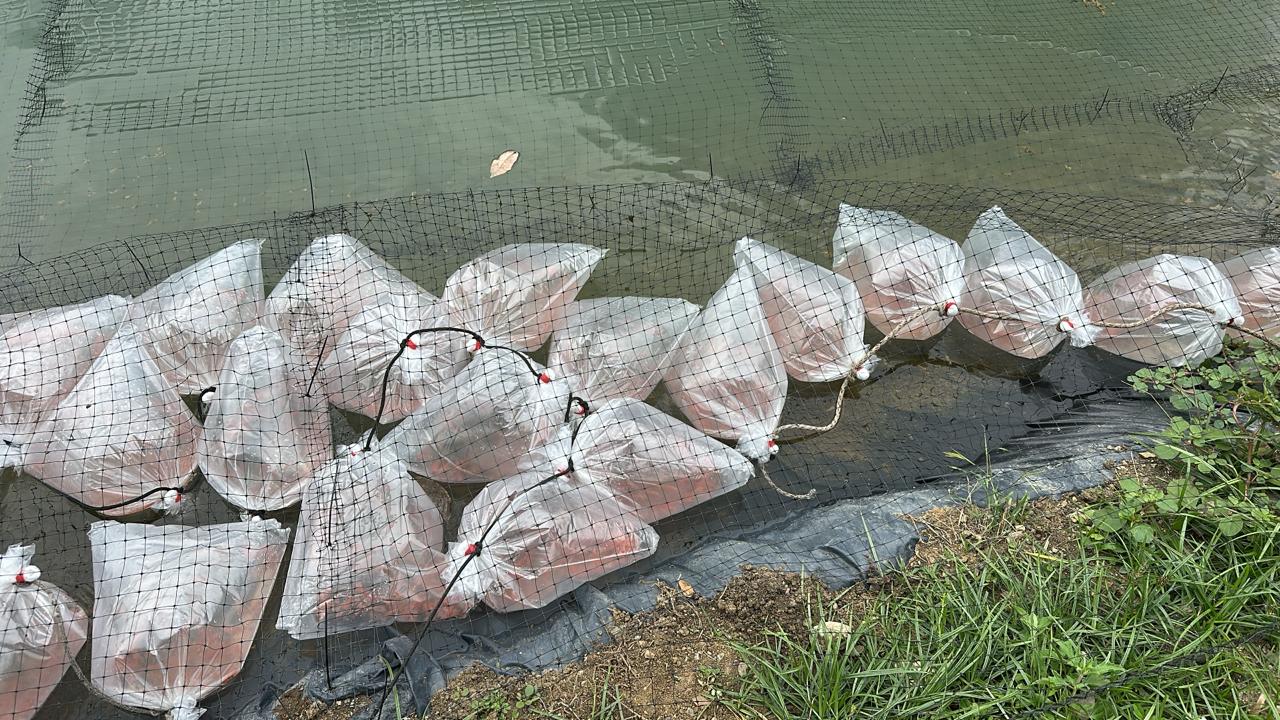 Alevinos de tilapia roja en Pereira y Eje Cafetero