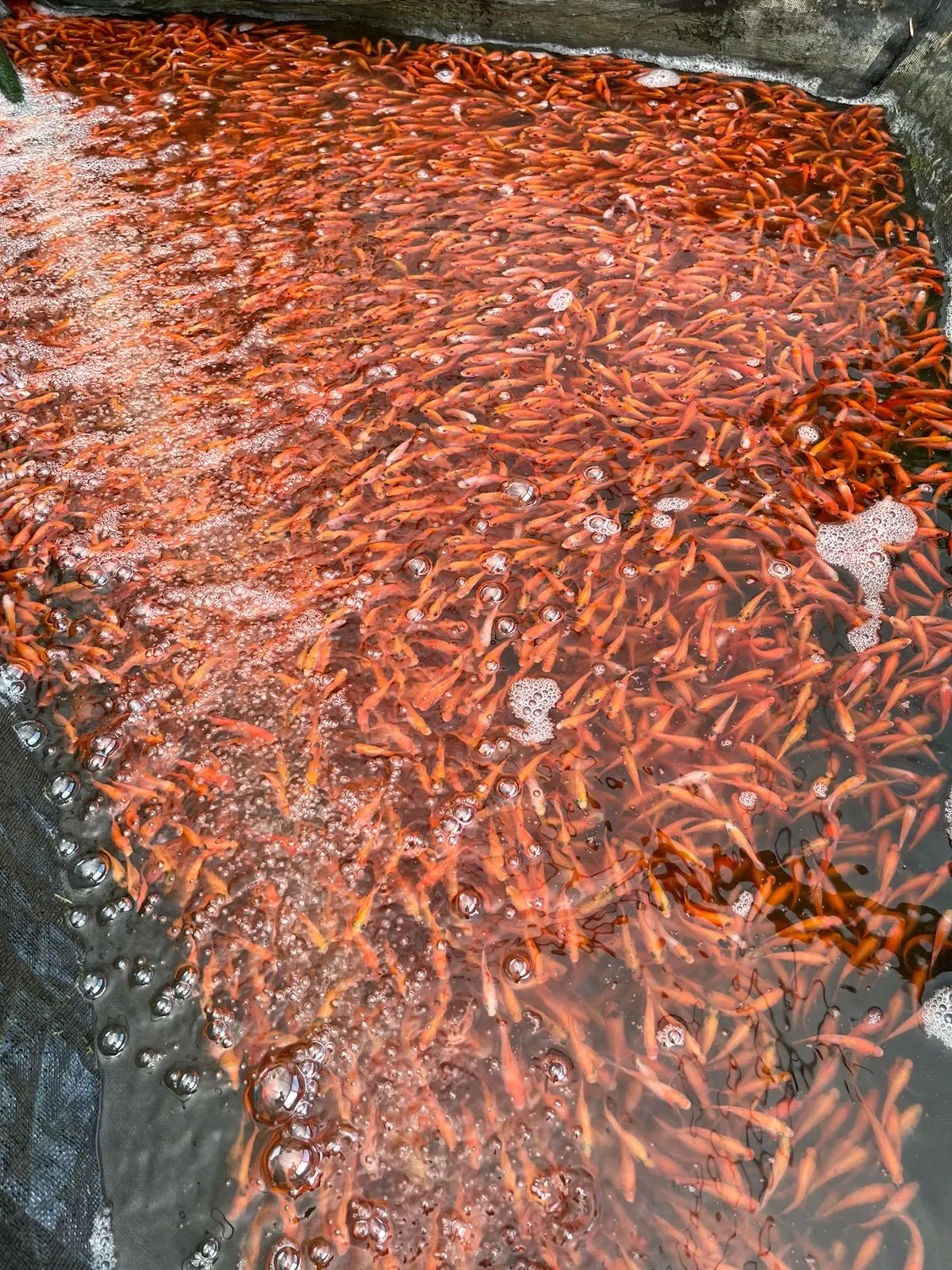 Peces ornamentales para estanque
