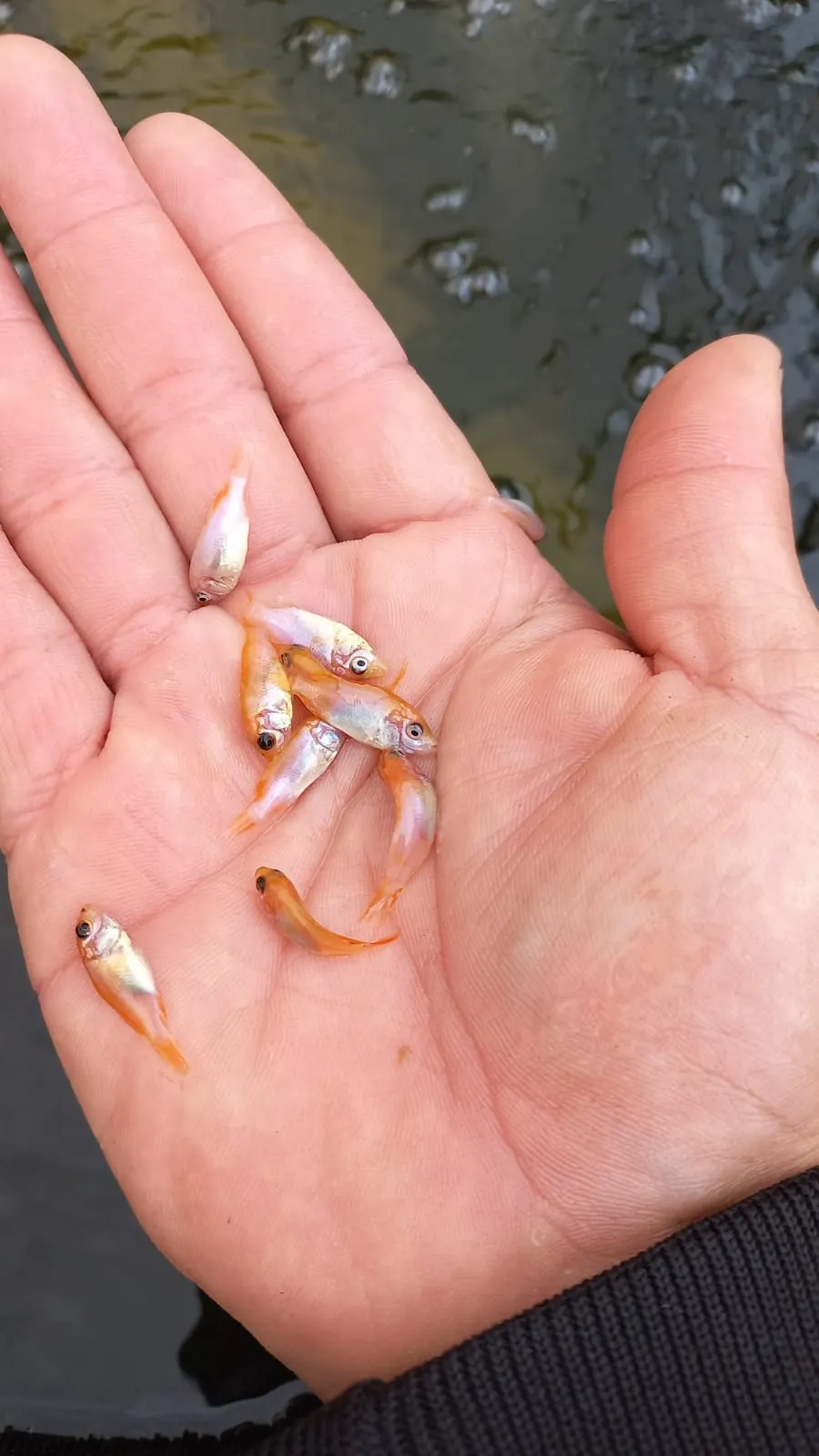 Alevinos de mojarra certificados Pereira